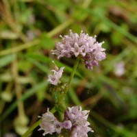 Neanotis nummularia (Arn.) W.H.Lewis